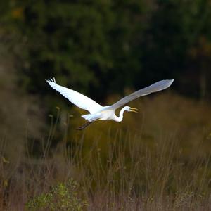 Great Egret