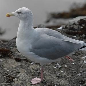 Herring Gull