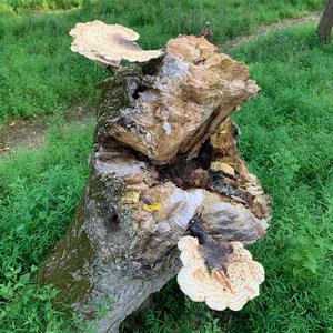 Dryad`s Saddle