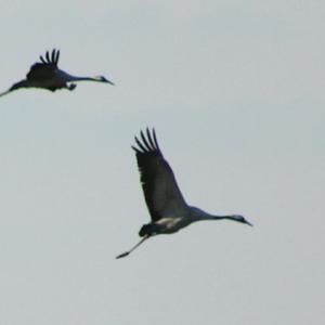 Common Crane