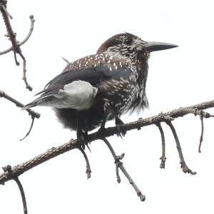 Spotted Nutcracker