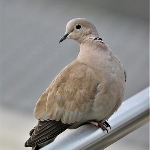 Eurasian Collared-dove