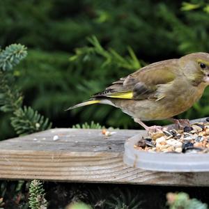 European Greenfinch