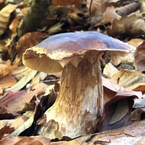 King Bolete