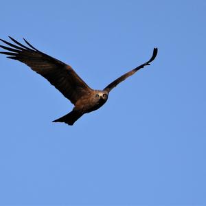 Red Kite