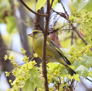 European Greenfinch