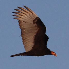 Turkey Vulture