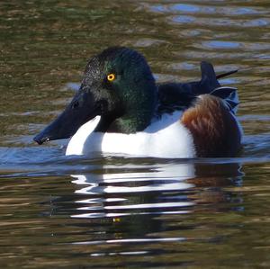 Red Shoveler