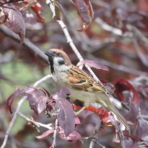 Eurasian Tree Sparrow