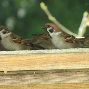 Eurasian Tree Sparrow