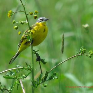 Yellow Wagtail