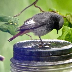 Black Redstart