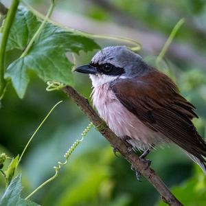 Red-backed Shrike