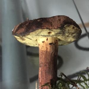 Red-cracked Bolete