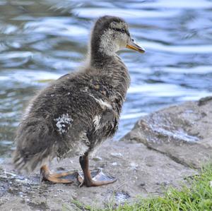 Mallard