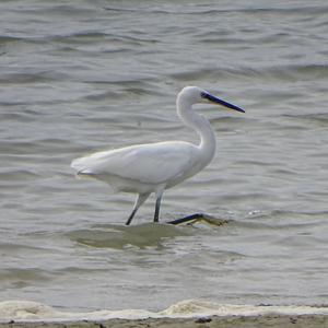 Little Egret