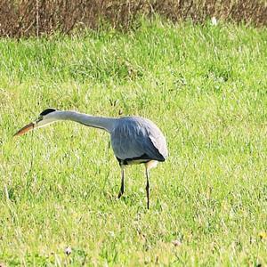 Grey Heron