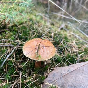 Larch Suillus