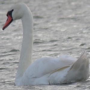 Mute Swan