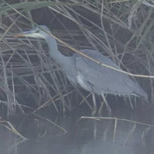 Grey Heron