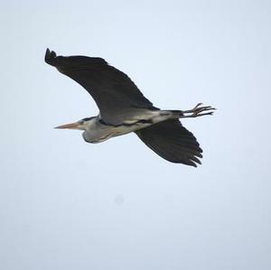 Grey Heron