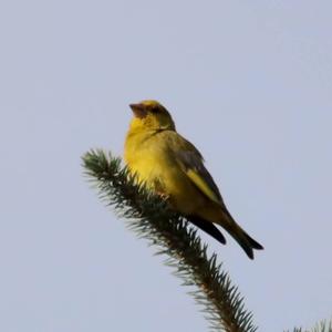 European Greenfinch