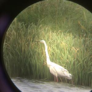 Great Egret