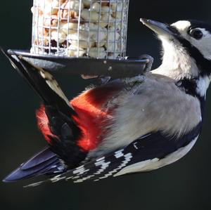 Great Spotted Woodpecker