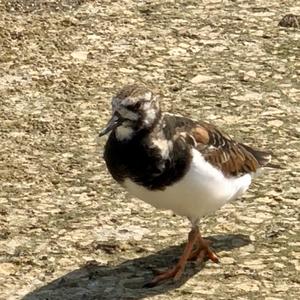 Ruddy Turnstone