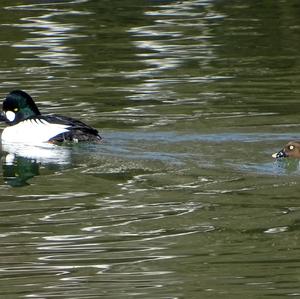 Common Goldeneye