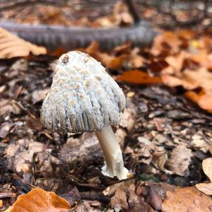 Shaggy Mane