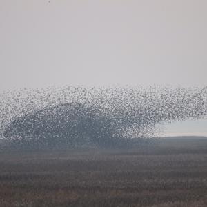 Common Starling