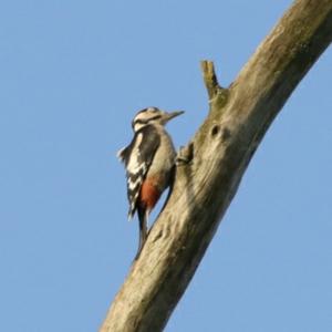 Great Spotted Woodpecker