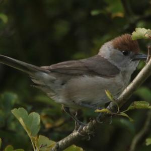 Blackcap