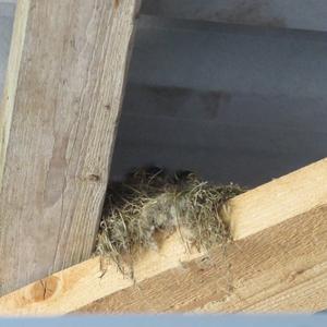 Black Redstart