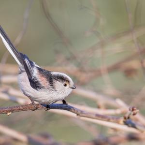 Long-tailed Tit