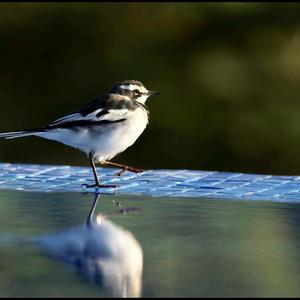 African Pied Wagtail