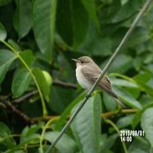 European Pied Flycatcher