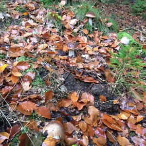 King Bolete