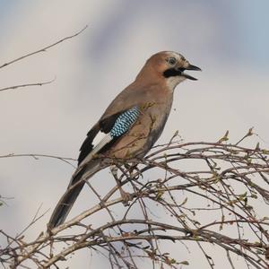 Eurasian Jay