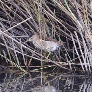 Little Bittern