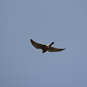 Peregrine Falcon