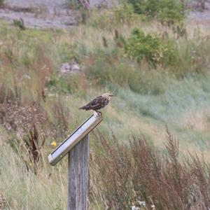 Common Starling