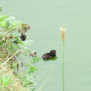 Little Grebe