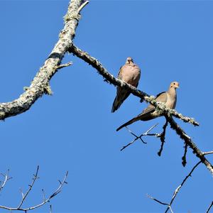 Mourning Dove