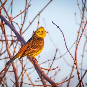 Yellowhammer