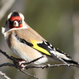 European Goldfinch