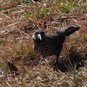 Spotted Nutcracker