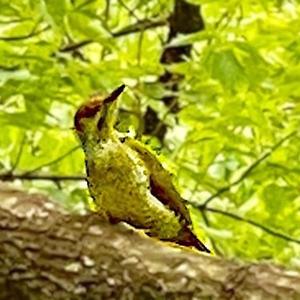 Eurasian Green Woodpecker