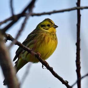 Yellowhammer